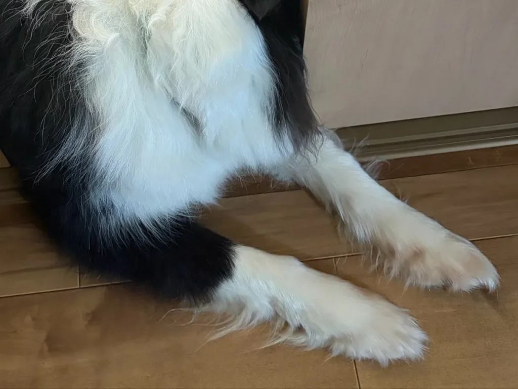 部屋に入ろうとする犬