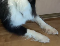 部屋に入ろうとする犬