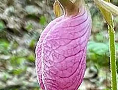 楕円兼でピンク色の花