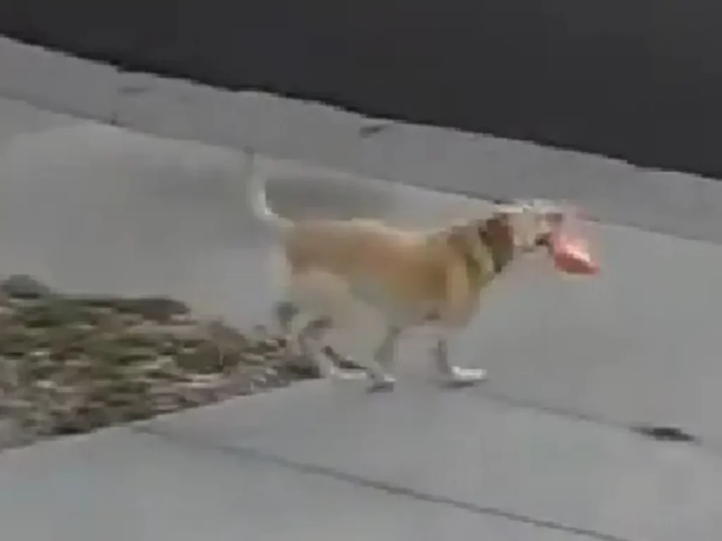 新聞を取りに行くのが日課の犬の写真