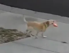 まさかの理由に驚き…　犬のために続けた『ある習慣』に「愛が深い」「尊すぎる」