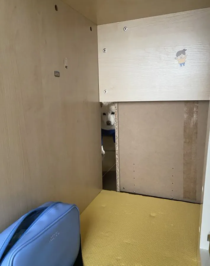 机の下を覗く犬