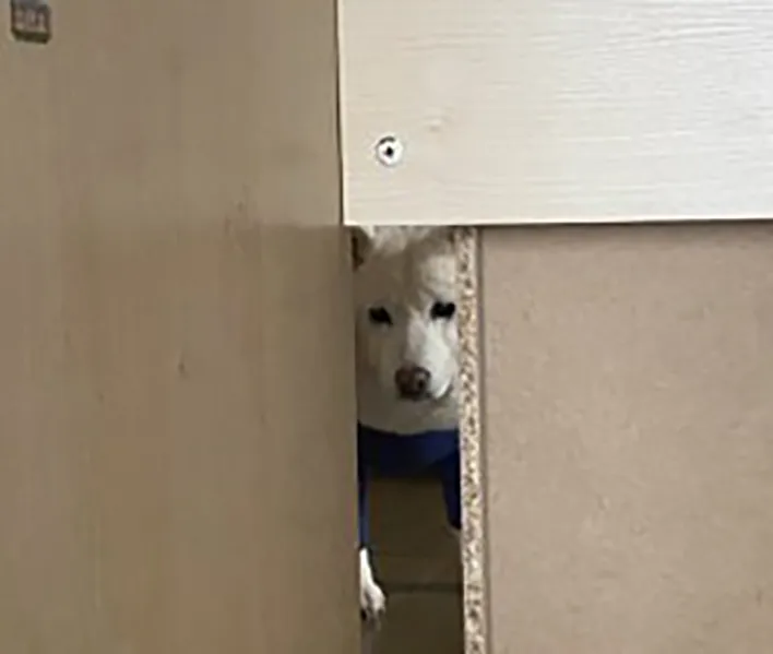 机の下を覗く犬