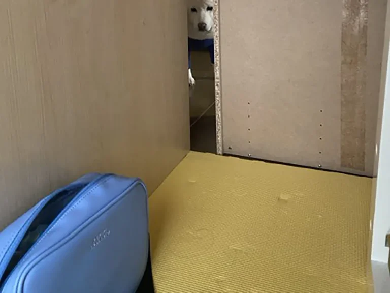 机の下を覗く犬