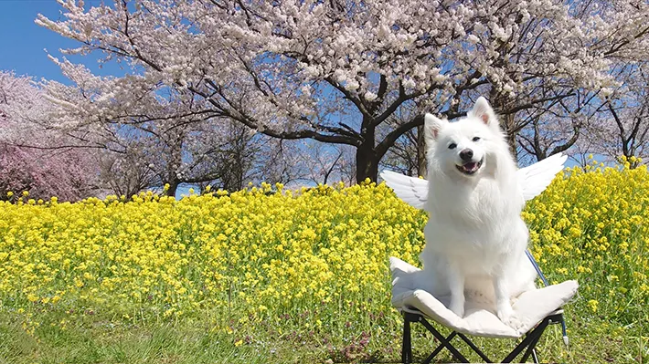 春の景色とワンちゃん
