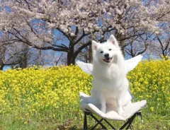 春の景色とワンちゃん