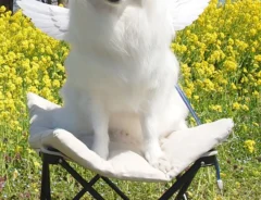 春の景色とワンちゃん