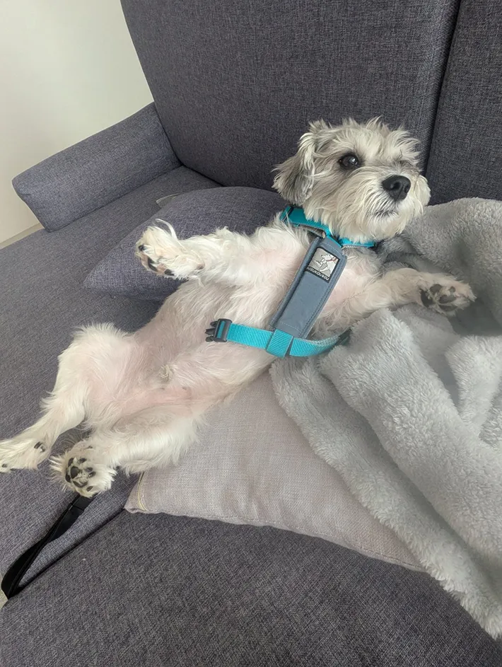 散歩の準備をする犬