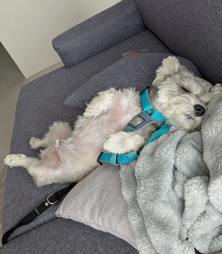 散歩の準備をする犬