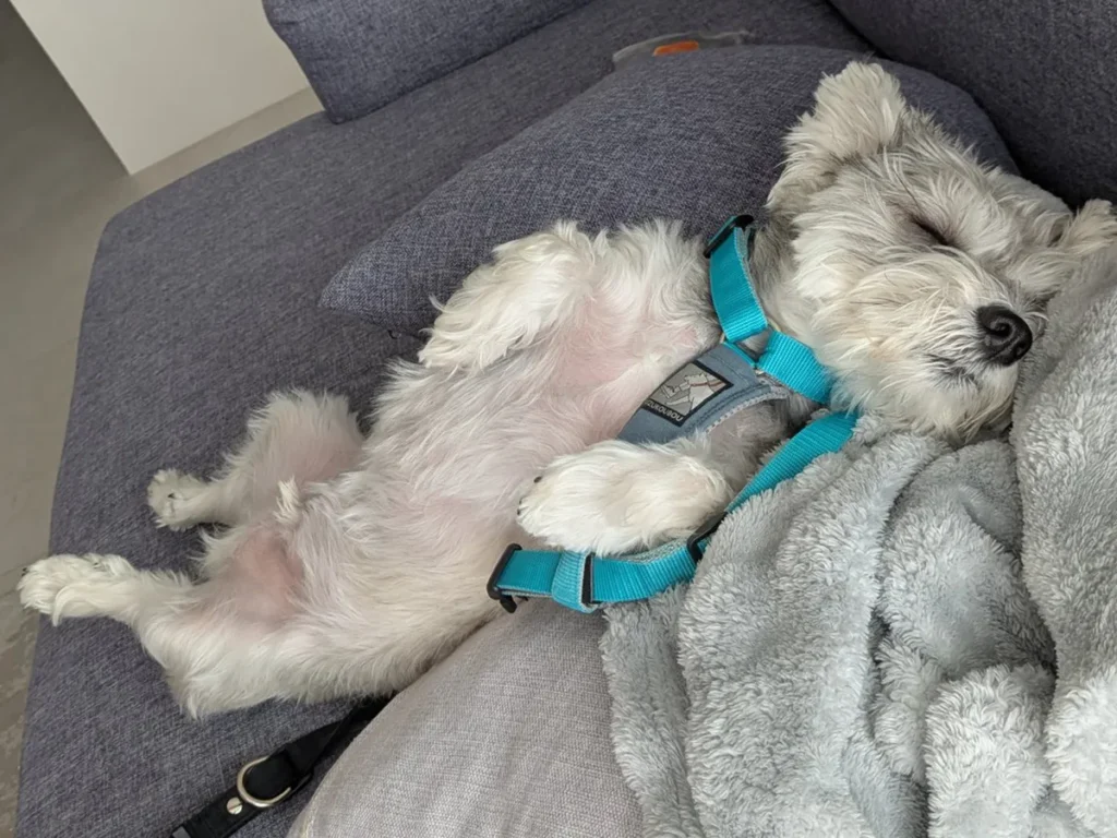 散歩の準備をする犬