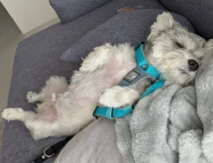 散歩の準備をする犬