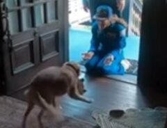 飼い主を迎える犬の写真