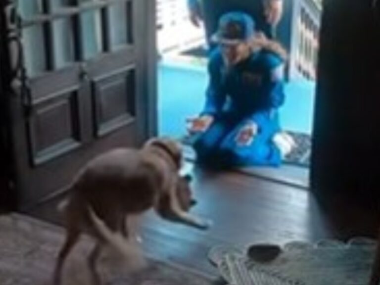 飼い主を迎える犬の写真