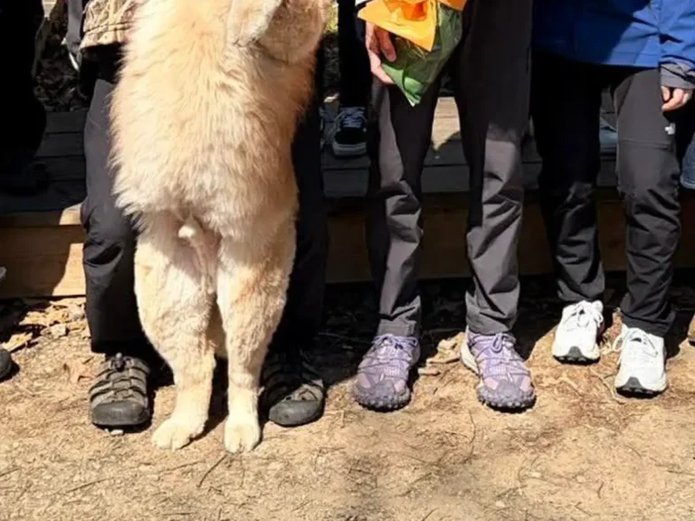 記念撮影をする父親と犬の写真