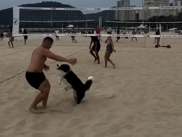 犬と男性の写真