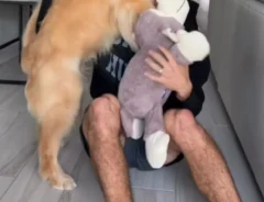 「大丈夫…？」　ぬいぐるみを差し出すゴールデン　『まさかの結末』に「爆笑した」「かわいい」