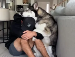 犬と男性の写真