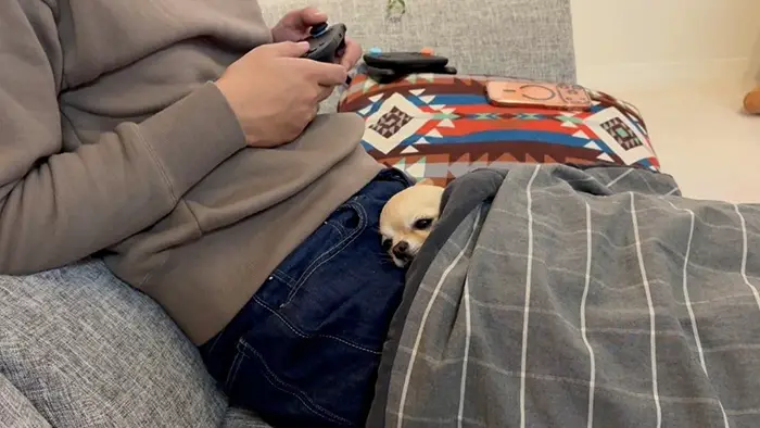 飼い主の膝で寝るチワワの写真