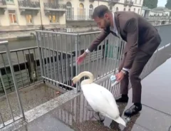 道路を歩く白鳥と、後ろから見守りながら案内する男性