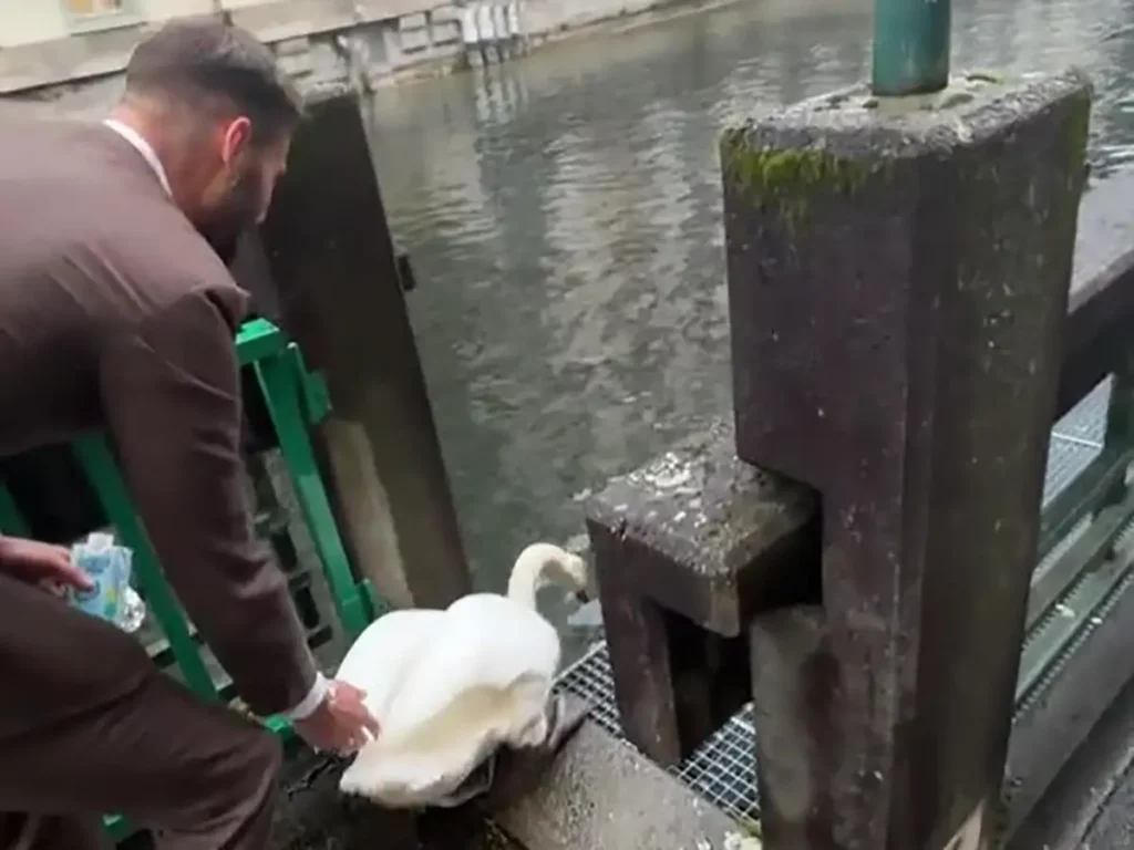 道路を歩く白鳥と、後ろから見守りながら案内する男性