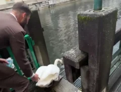 アスファルトの上、トボトボ歩く白鳥…　後ろから寄り添う男性の『絶妙な距離感』に称賛の嵐