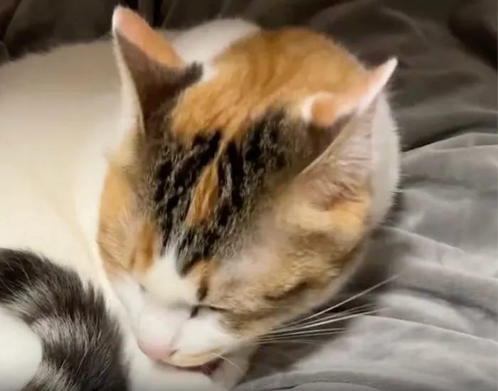 毛繕いをしているセルジオ悦子ちゃん