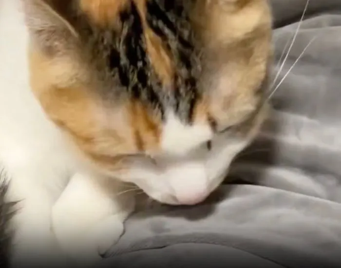 毛布をなめ始めるセルジオ悦子ちゃん