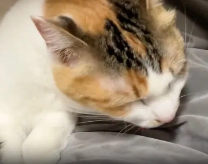 毛布をなめ続けるセルジオ悦子ちゃん