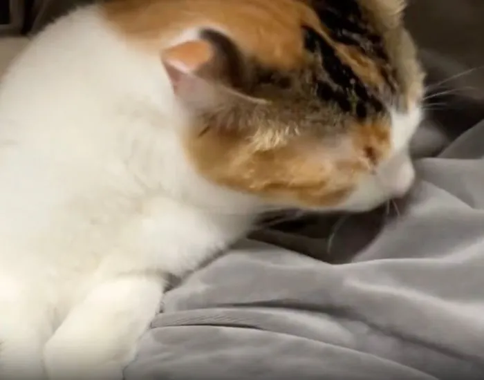 顔の近くまでなめ進むセルジオ悦子ちゃん