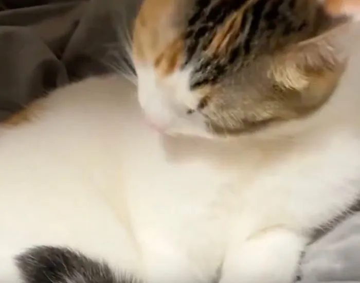 何事もなかったように毛繕いを再開するセルジオ悦子ちゃん