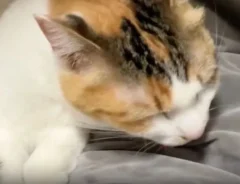 毛布の上で毛繕いに夢中な猫が…　まさかの勘違いに「ずっと見てられる」「たまらん」