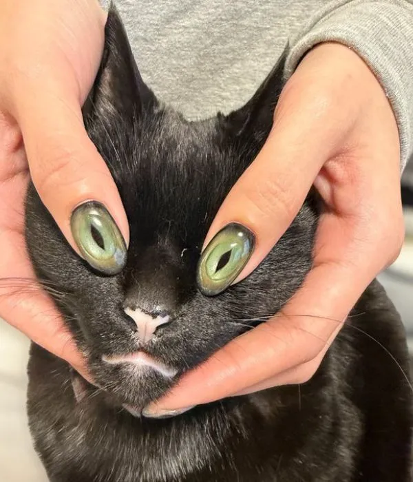 猫の目に指をあてている様子