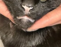 ネイルをした指を黒猫の額に当てると…　見事な姿に「神秘的」「最高だ」