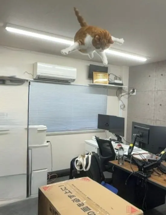 高くジャンプする猫