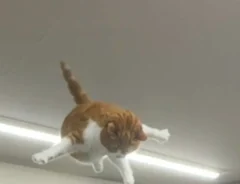 「いくら猫でも跳びすぎ」　空を舞う看板猫の姿に「ヒーローみたい」「プロっぽい」