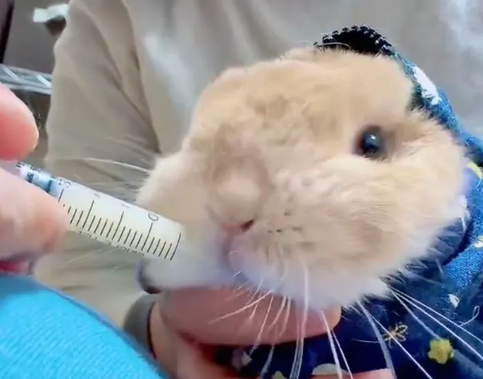 むぎくんにシリンジを近づける飼い主