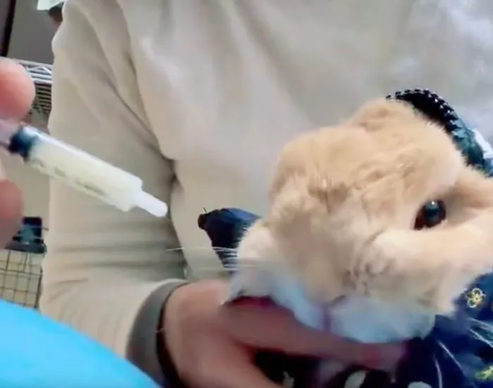 再びシリンジを近づける飼い主