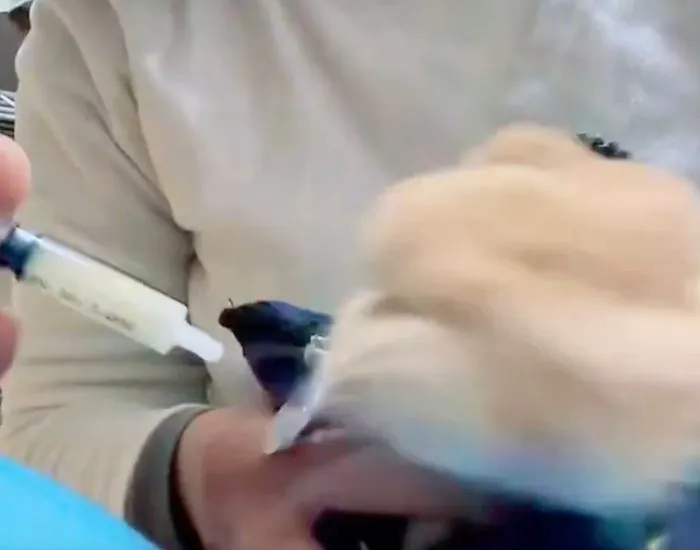 シリンジをよけるむぎくん