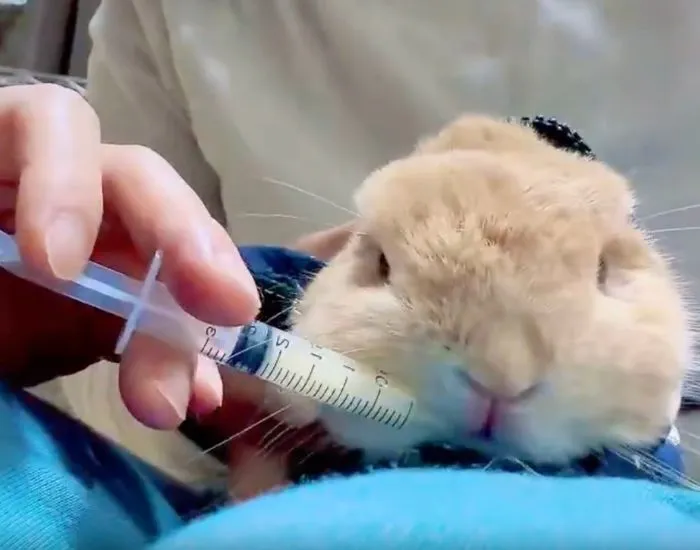 観念して薬を飲み始めるむぎくん