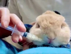 『お薬キャンセル界隈』のウサギ　華麗な回避術に「かわいすぎる」「最後まで偉い」