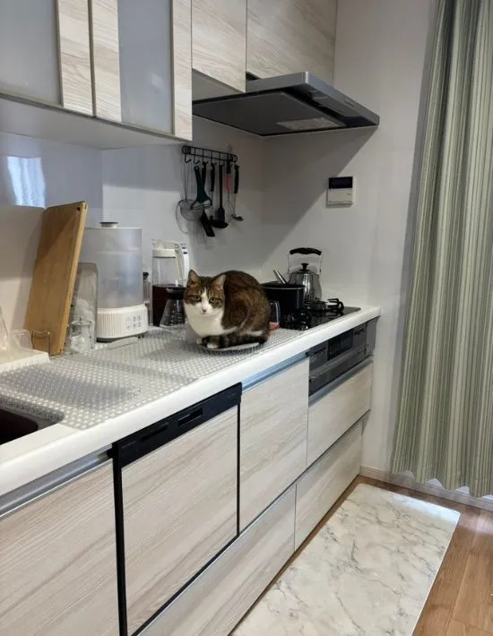 猫とキッチン