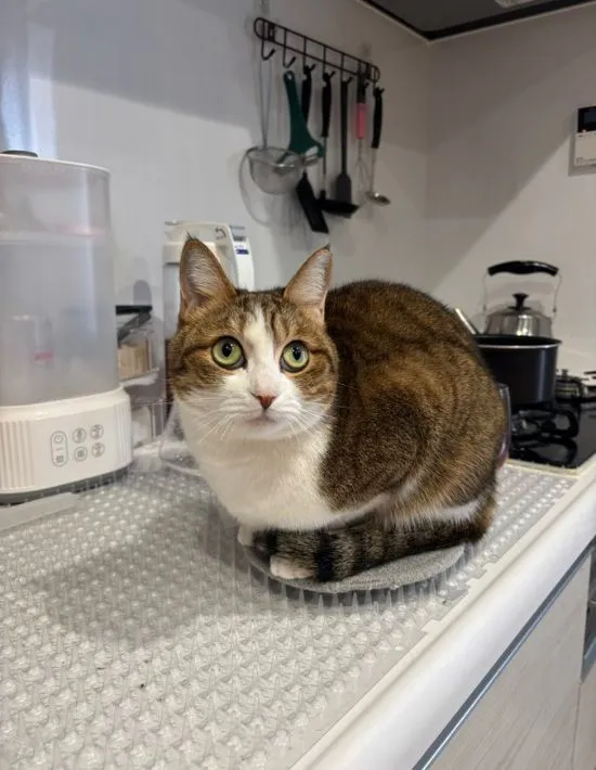 鍋敷きの上に座っている猫