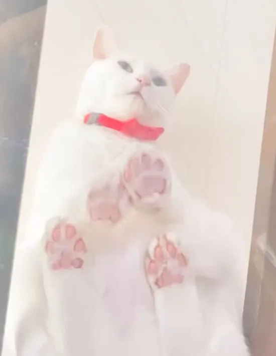 透明板の上に座るミルコくんを下から見た様子