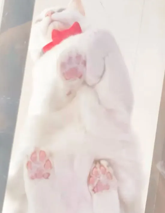 エジプト座りの状態のミルコくん