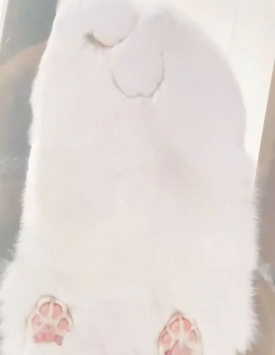 最大までふくらんだミルコくん