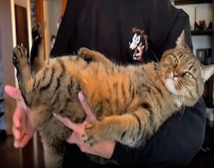 抱っこされている猫