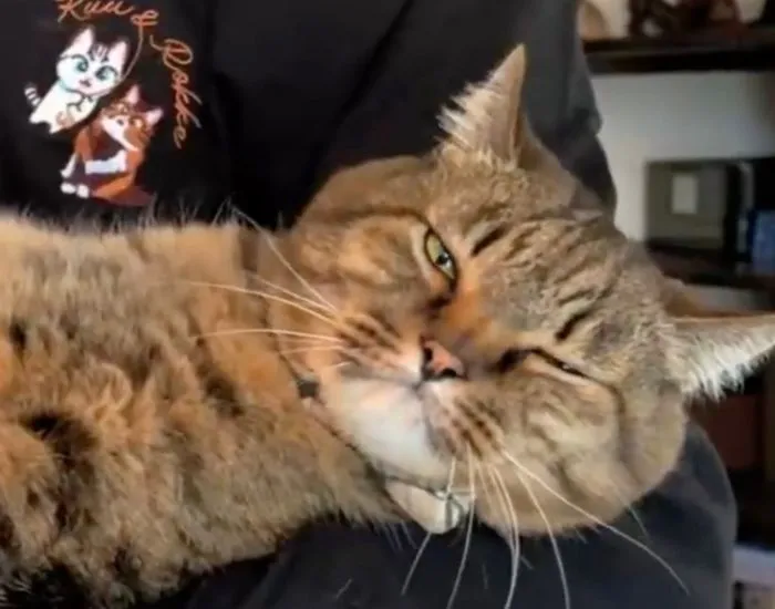 ウインクをする猫