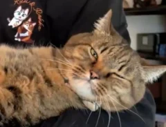 猫に『おしりトントン』をしてみると…　まさかの変化に「魔法みたい」「面白い！」