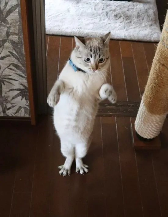 2本の脚で立っている猫