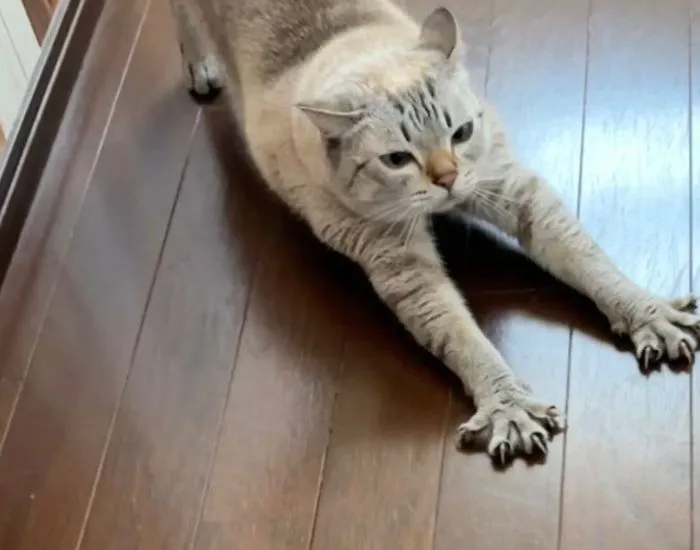 指を広げている猫